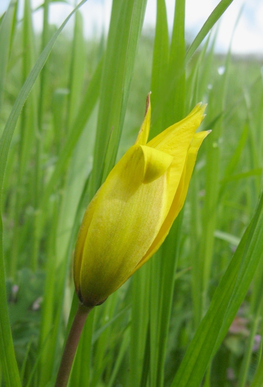 Tulipa sylvestris / Tulipano selvatico dei campi